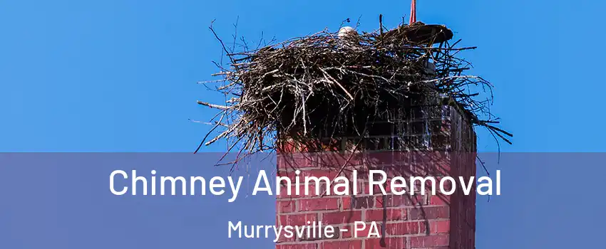 Chimney Animal Removal Murrysville - PA