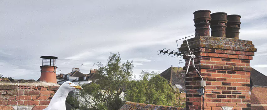Chimney Cleaning And Restoration in Murrysville, Pennsylvania